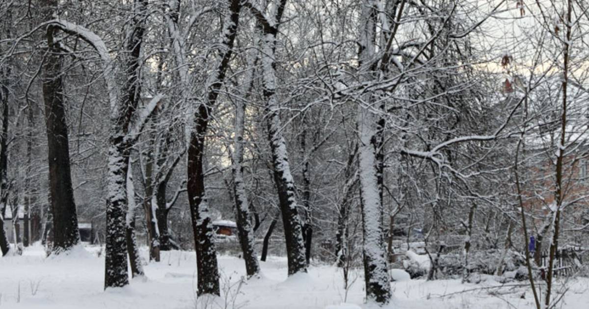 trees covered in snow