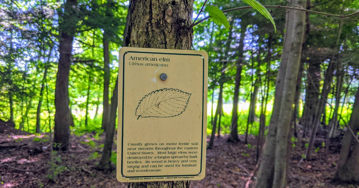 sign on tree about American Elm