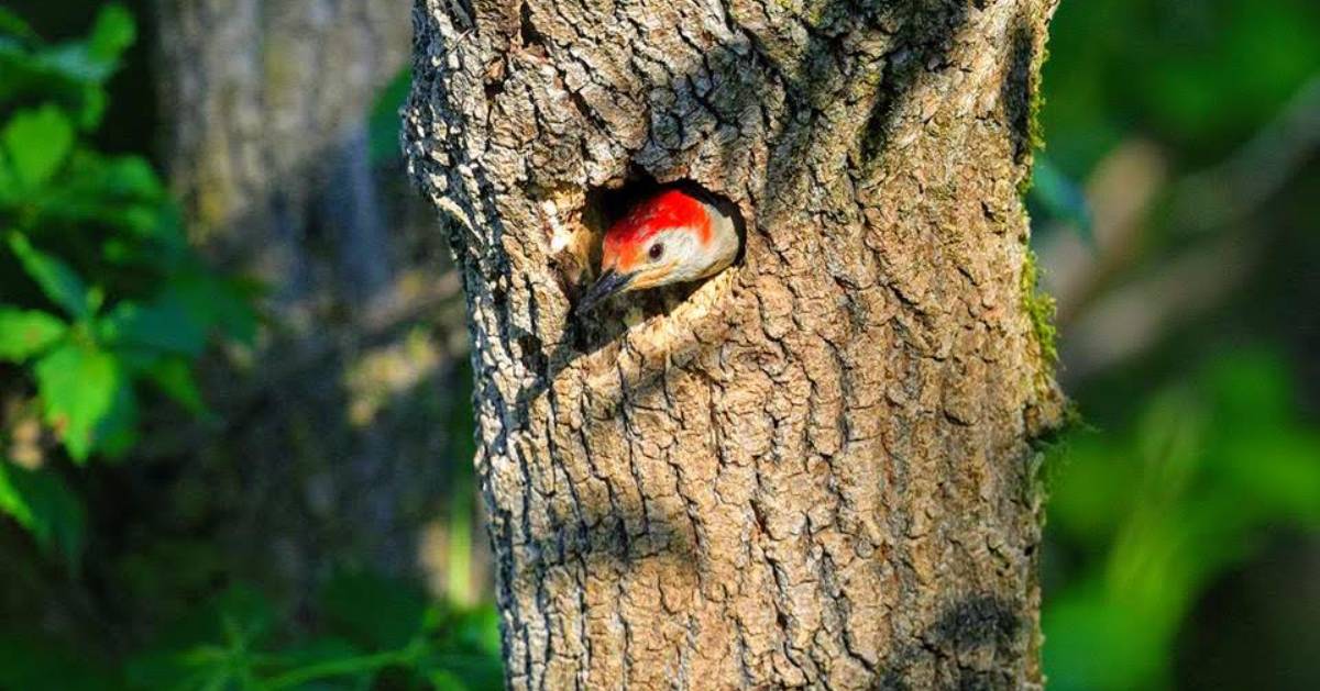 bird poking its head out of a tree