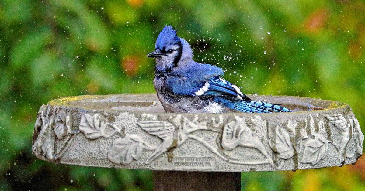 bluejay in a bird bath