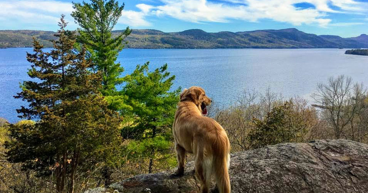 a dog on a rock looking out at lake