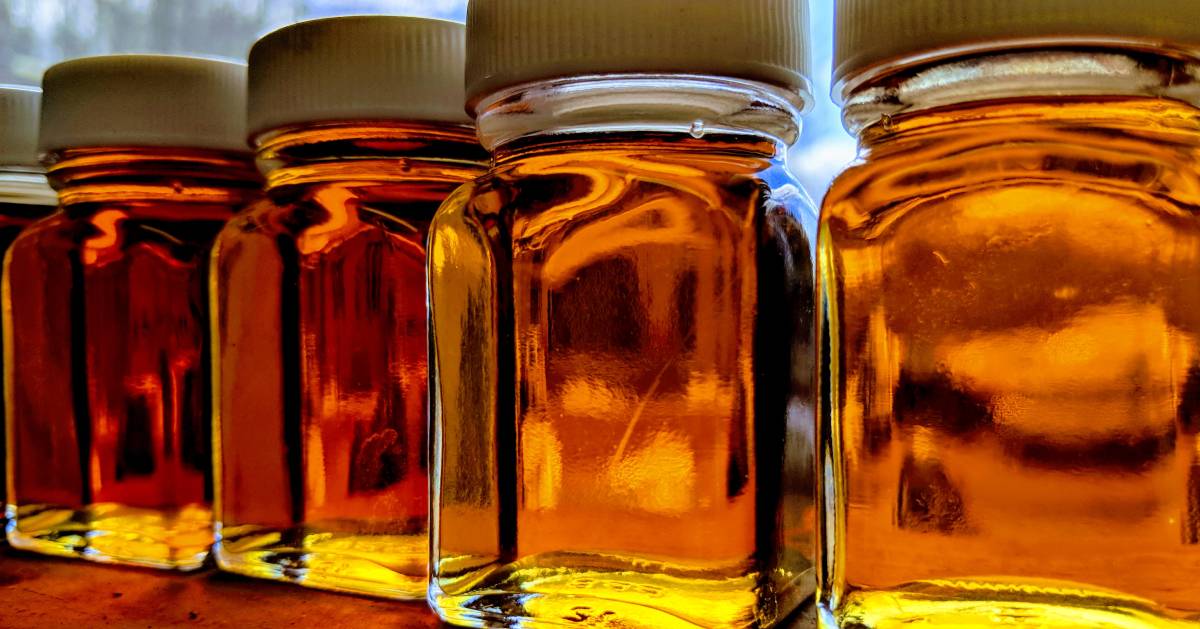 jars of maple syrup in a window