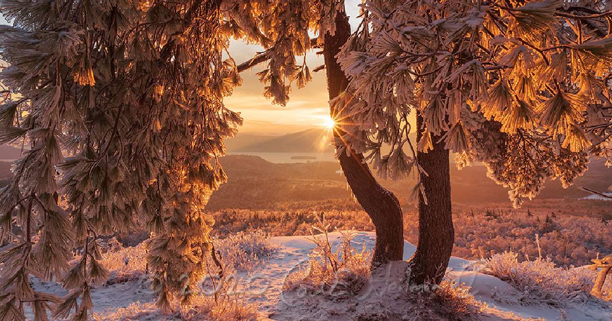 winter photo of tree on mountain