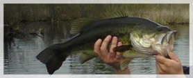 largemouth bass