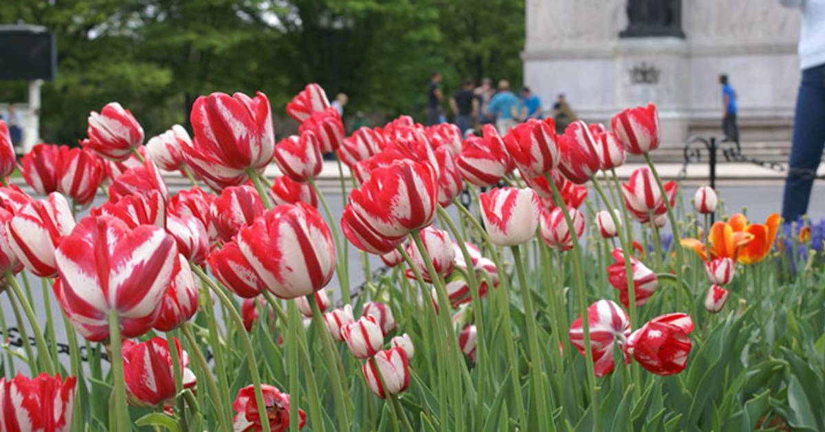 red and white tulips in a park