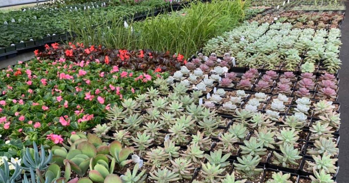 flowers, succulents, and other plants on display