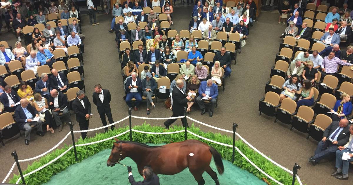 horse auction room