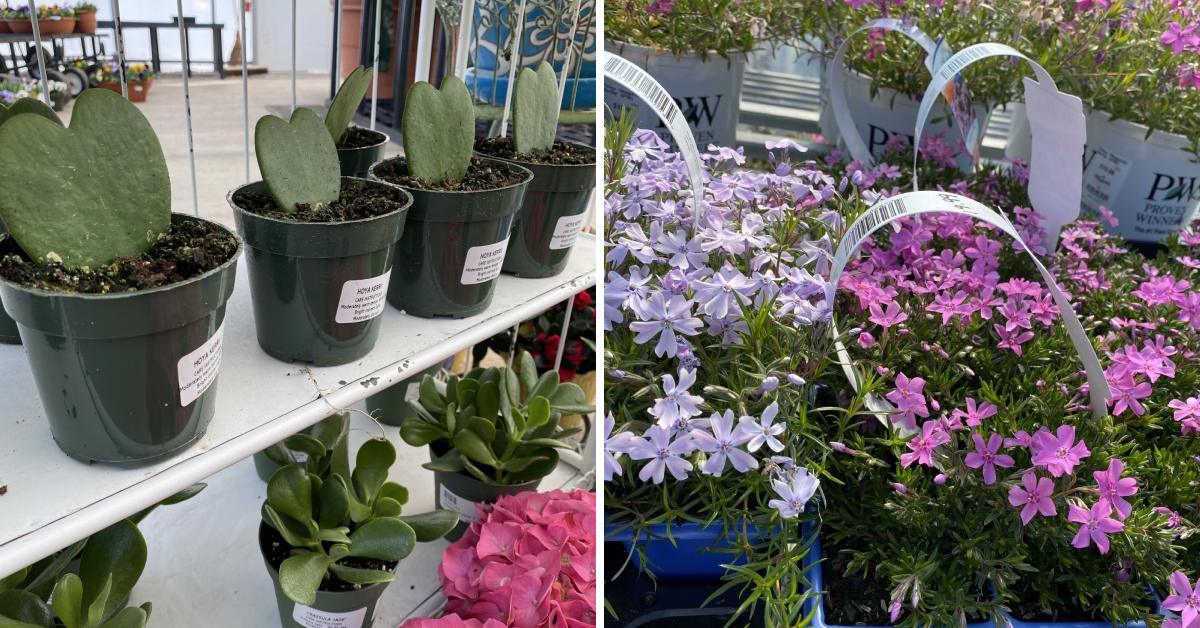 houseplants on shelves on the left, and white and pink flowers on the right