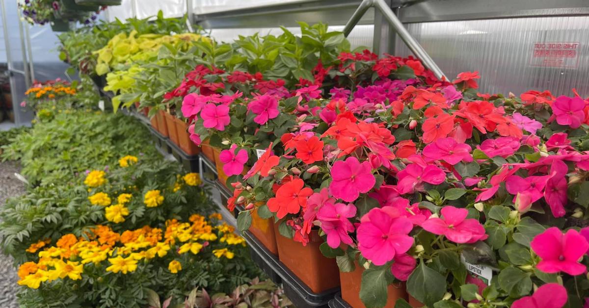 a mix of yellow and pink flowers in a greenhouse