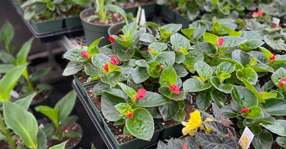 close up view of small plants in green containers