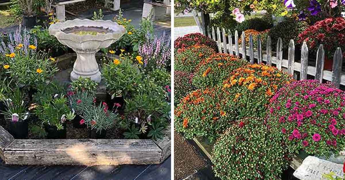 plants and flowers on display outdoors