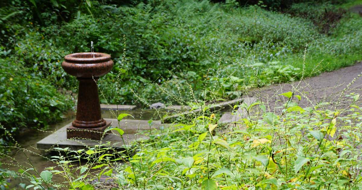 a mineral spring fountain in the woods