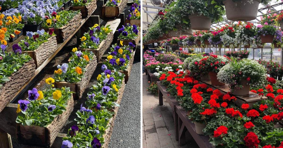 flowers on display on log benches on the left, and red flowers in a greenhouse on the right