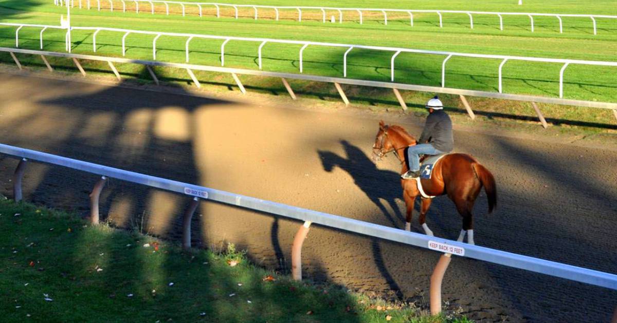 person on a horse on a training track