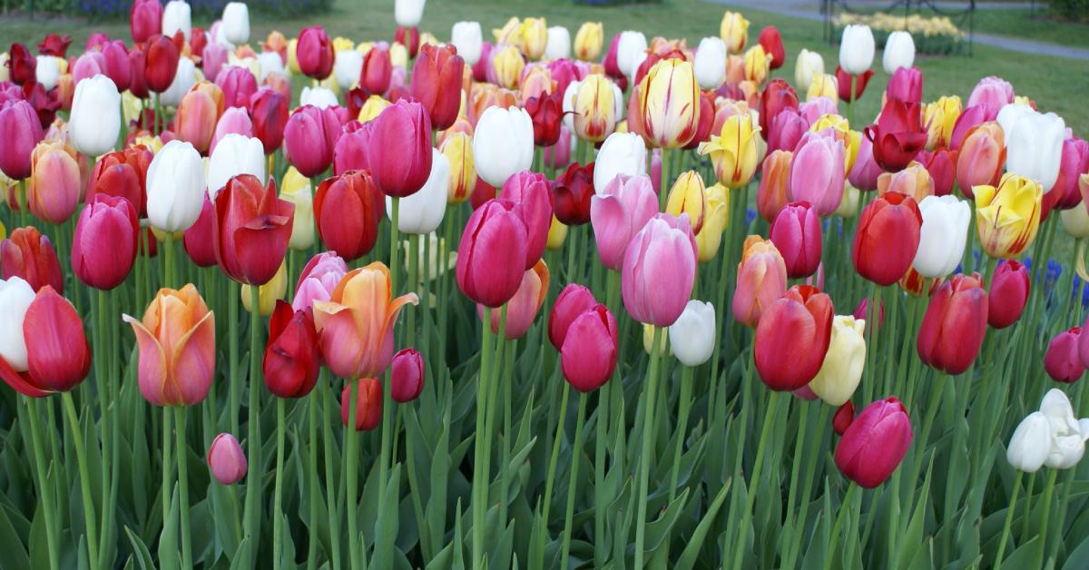 pink and white tulips in a tulip bed
