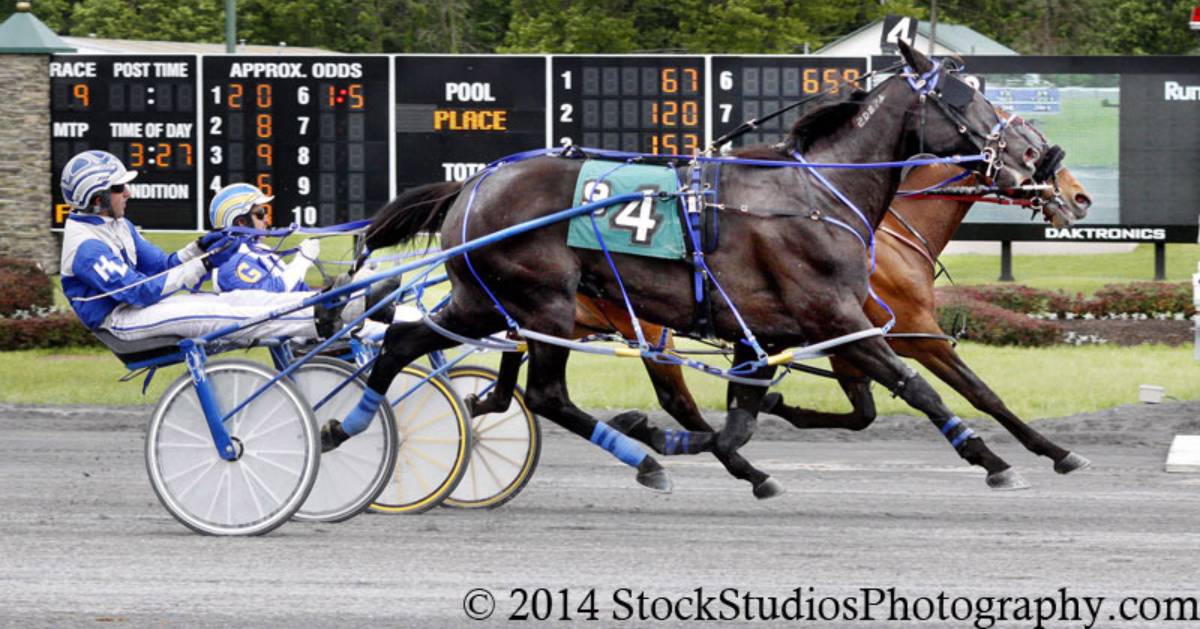 two harness racers