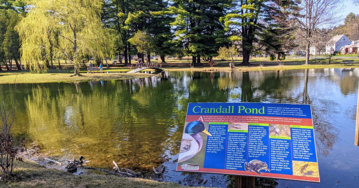 crandall park pond