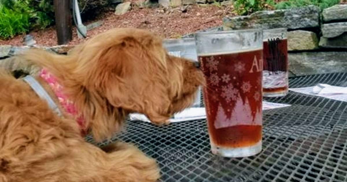 a dog sniffing a beer glass on a patio table