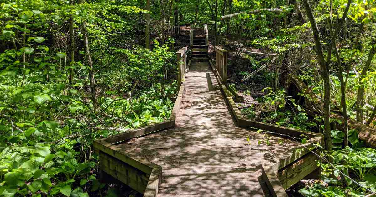 wooden walkway in the woods