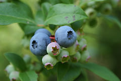 blueberries on a bush