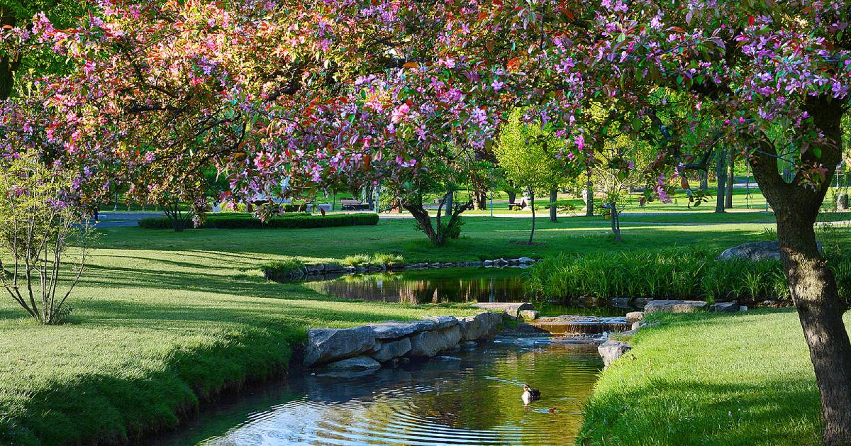 pink flowers on trees and river with duck swimming