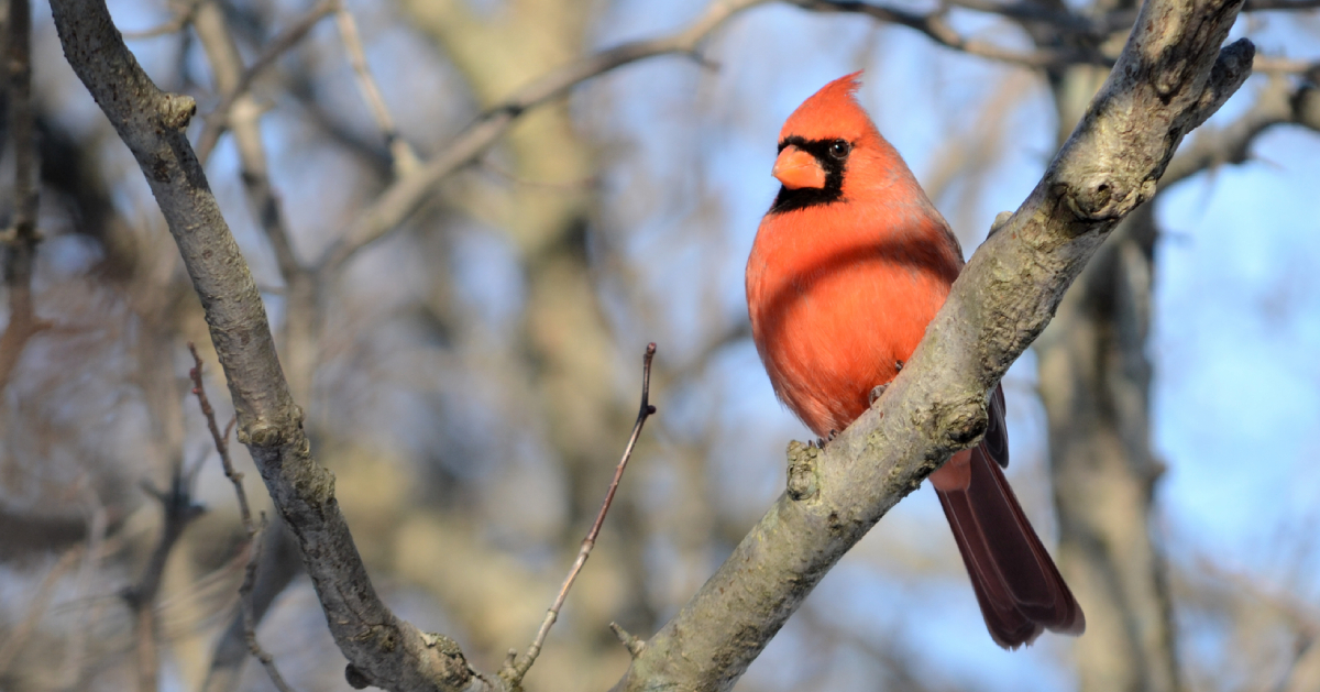 red cardinal in a tree