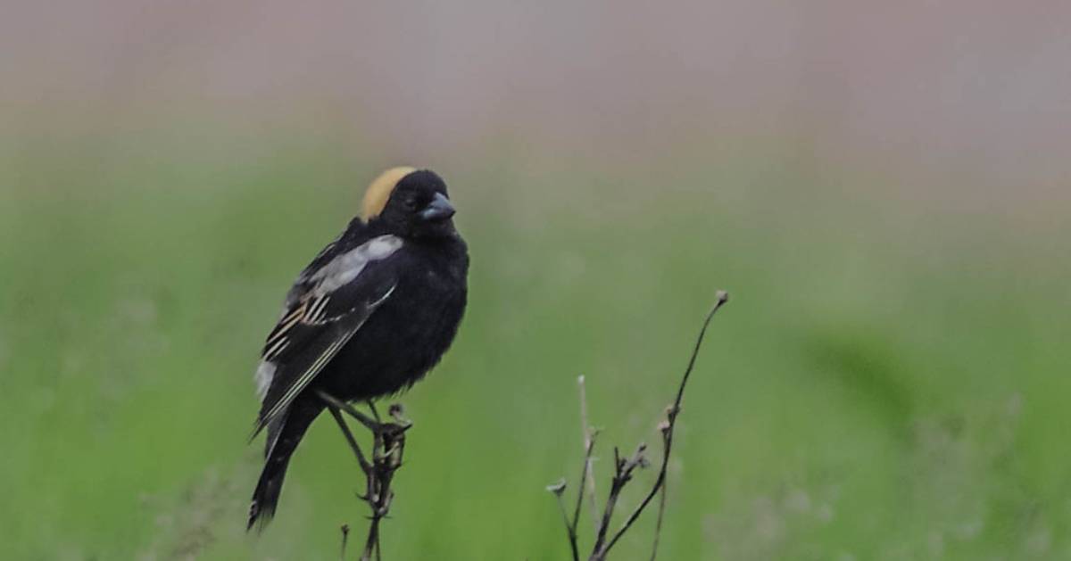 bobolink on small branch