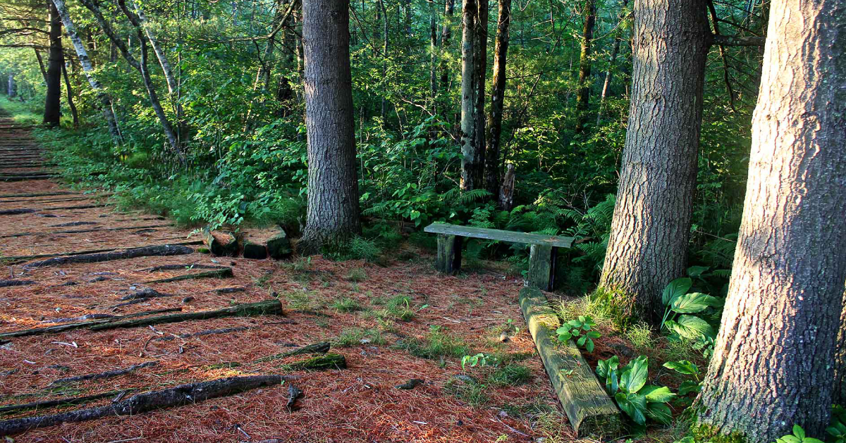 trail with pine needles covering it