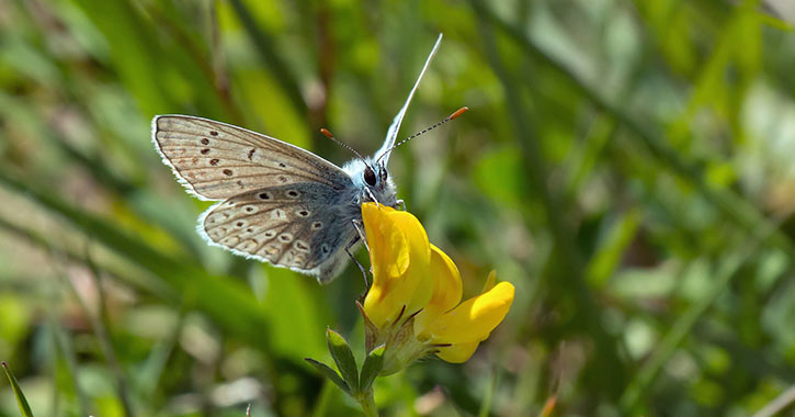 butterfly on a flower