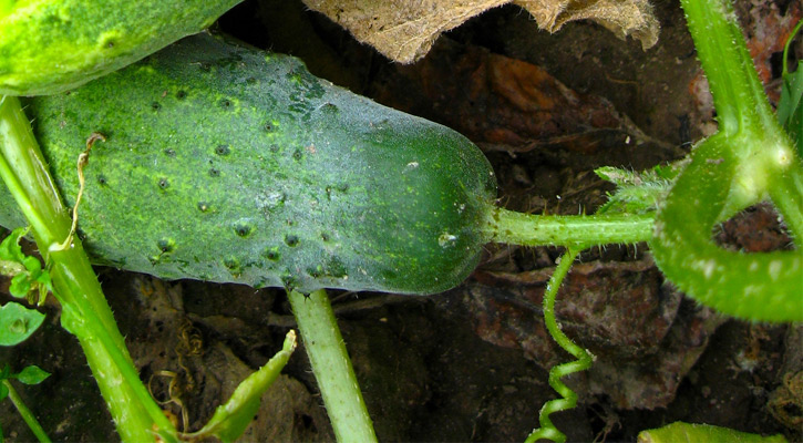 close up of a cucumber on the vine