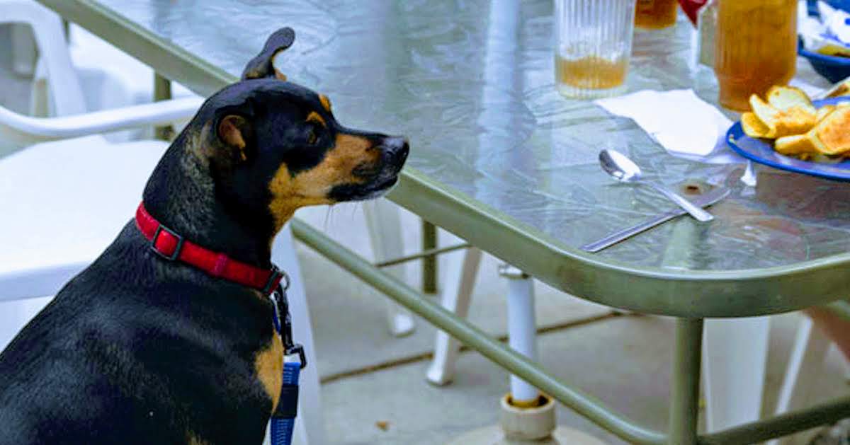 dog looks at food on table