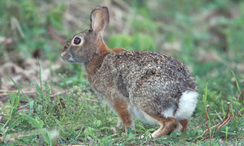 eastern cottontail rabbit