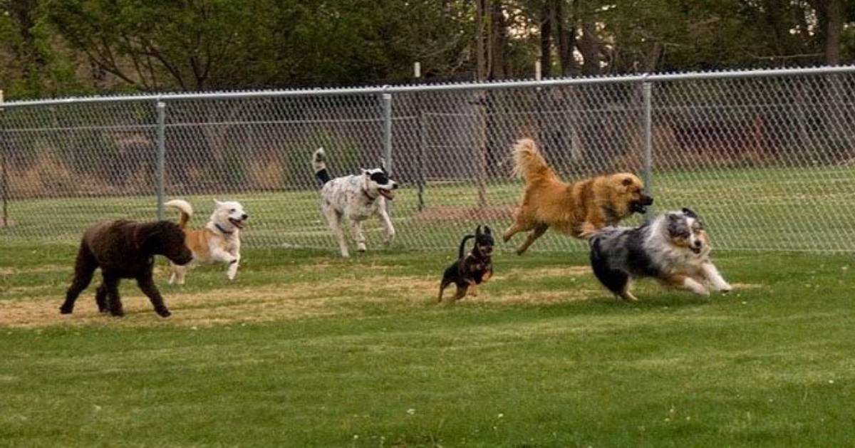 dogs playing in a fenced in area