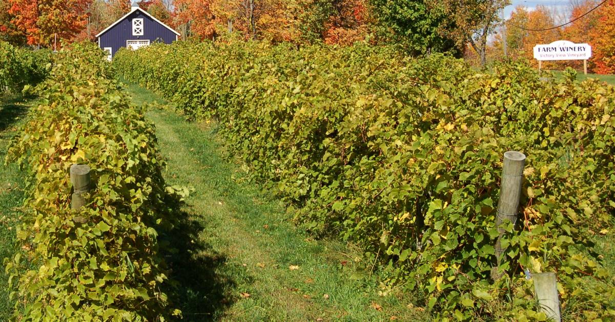 vineyard field in the fall