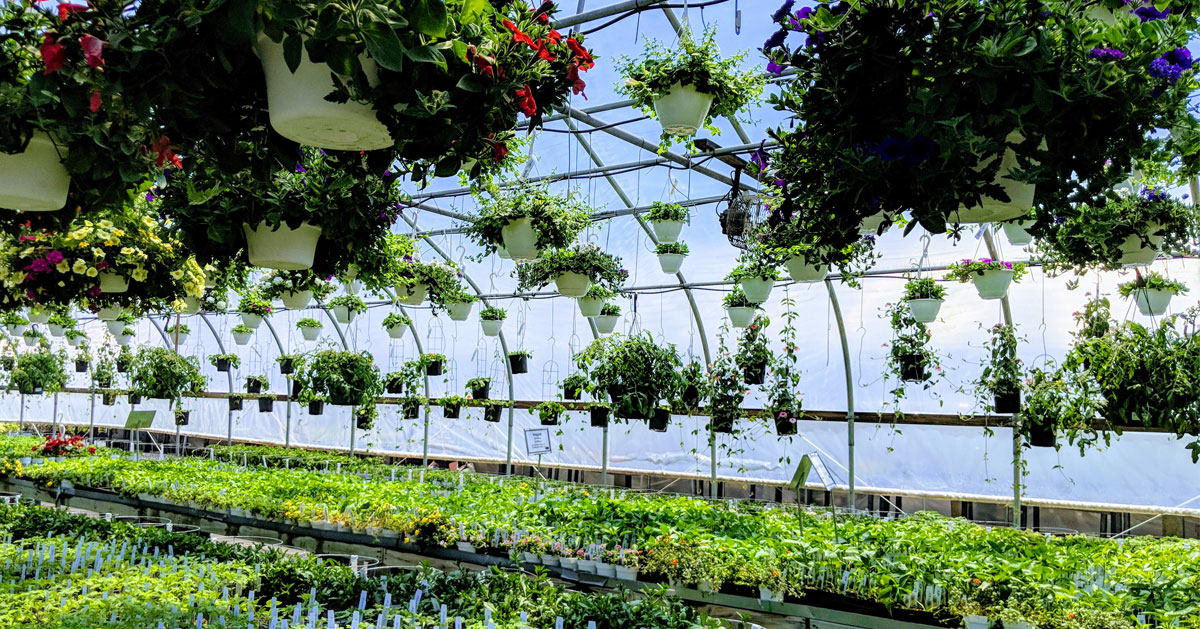 plants in a garden nursery