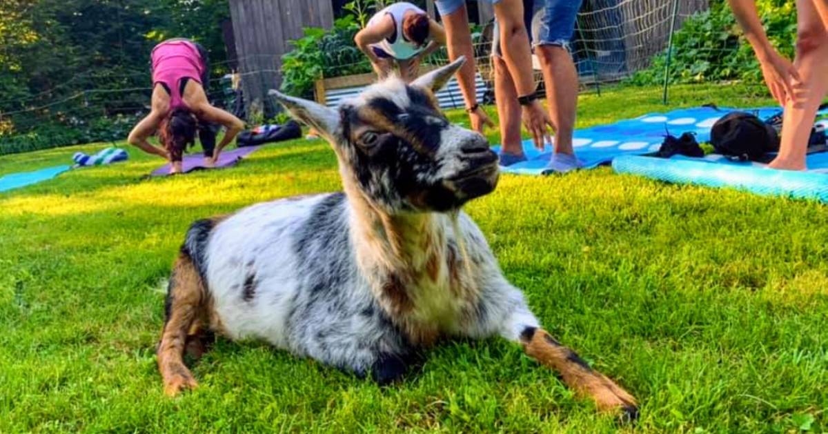 people doing goat yoga