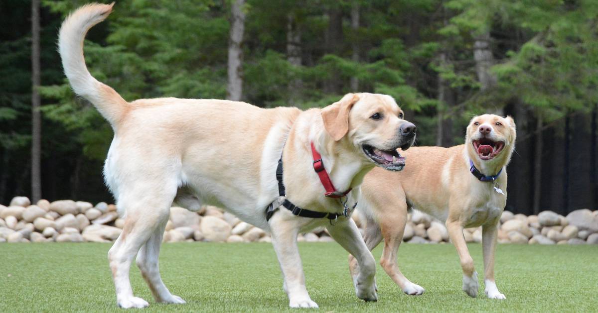 two happy dogs