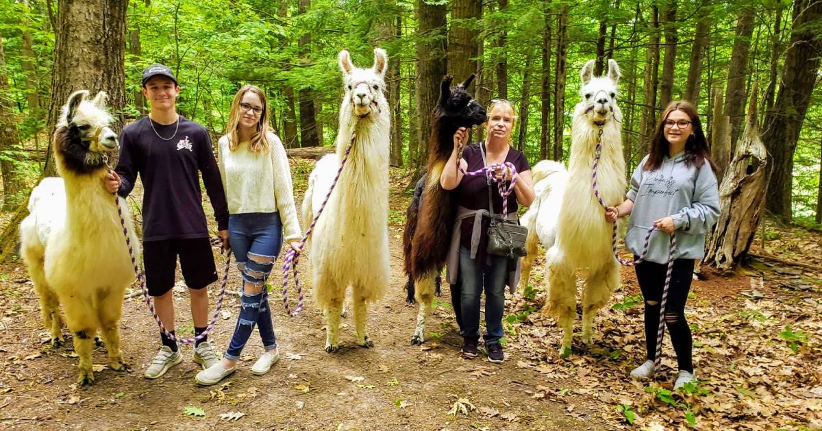 four people posing with llamas in the woods