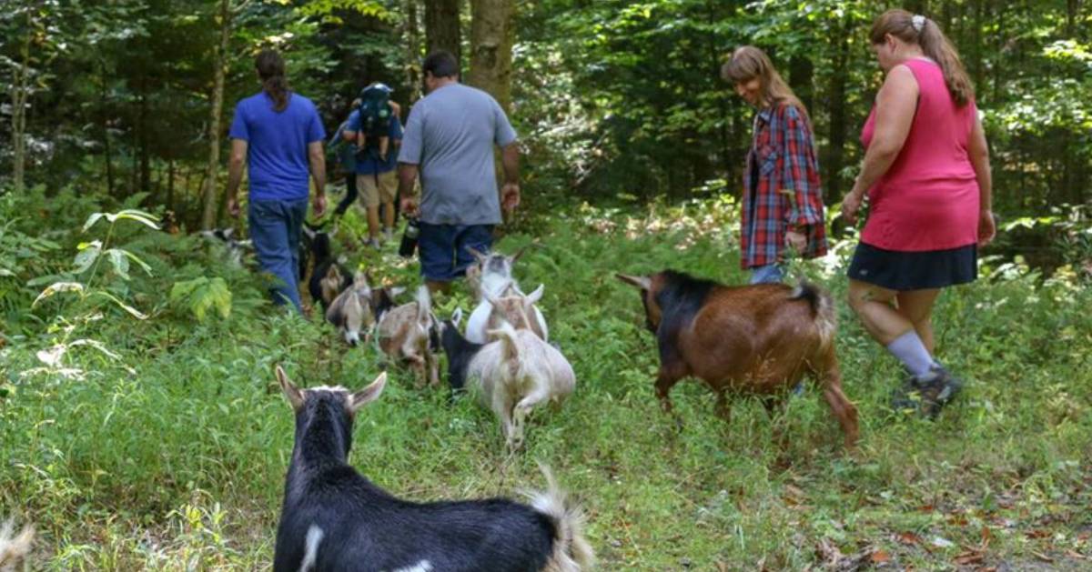 people walking with goats into the woods