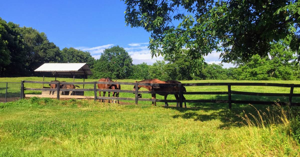 horses on a road