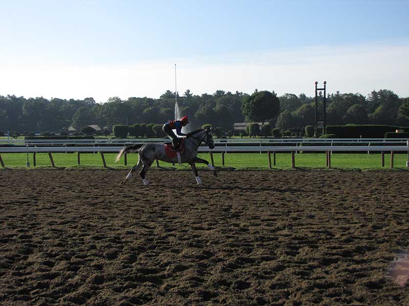 Throughbred horse wroking out with their trainer at Saratoga Racecourse