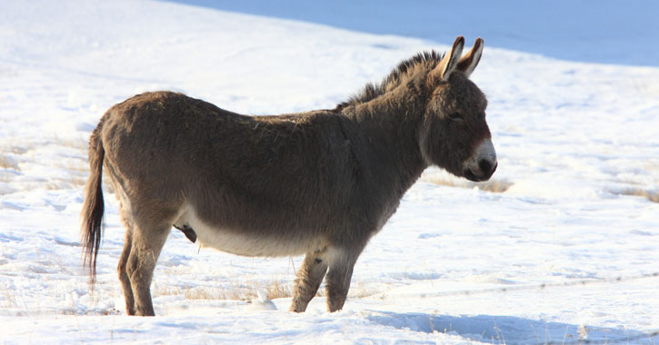 donkey in the snow