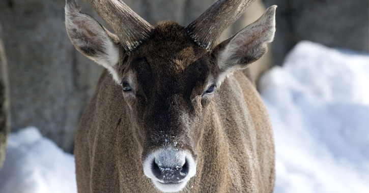 Watch grandma got run over discount by a reindeer online free