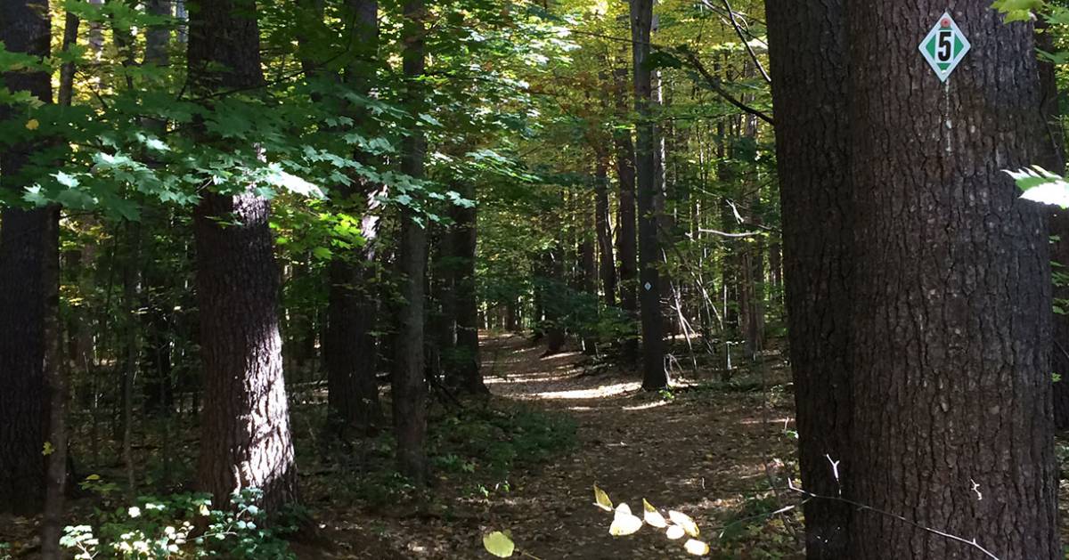 leaves on a trail