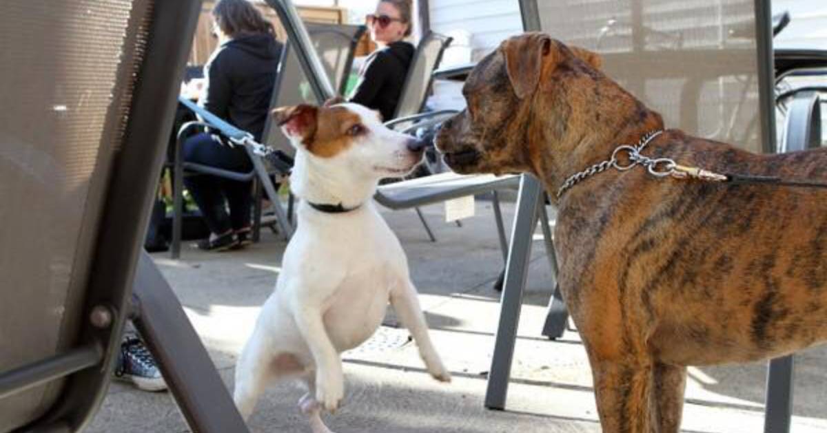 two dogs meeting