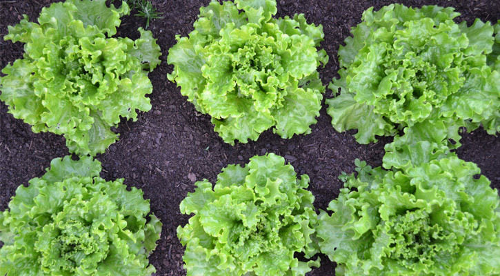 two rows of lettuce plants
