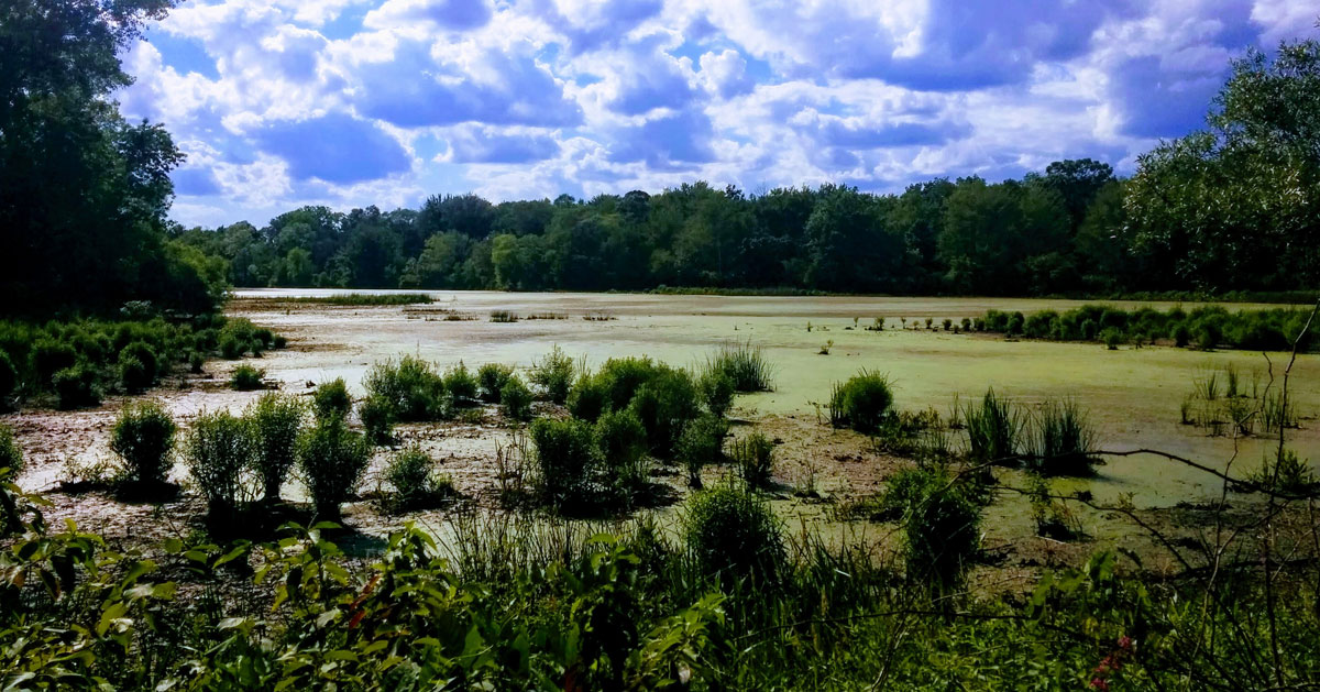 lush greenery