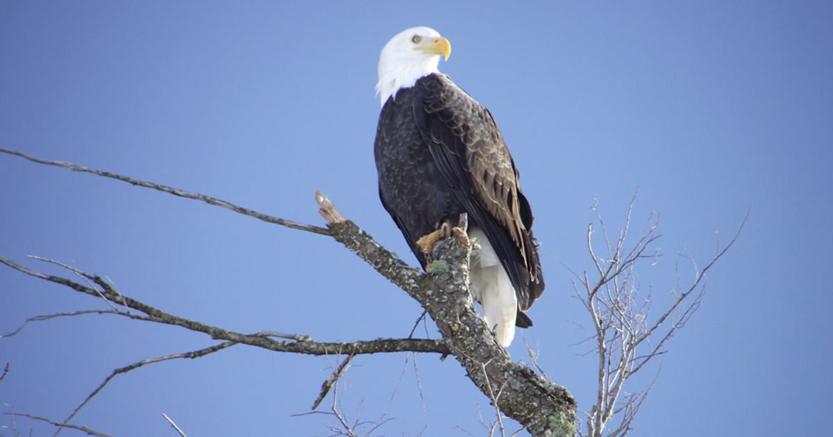 eagle on a branch