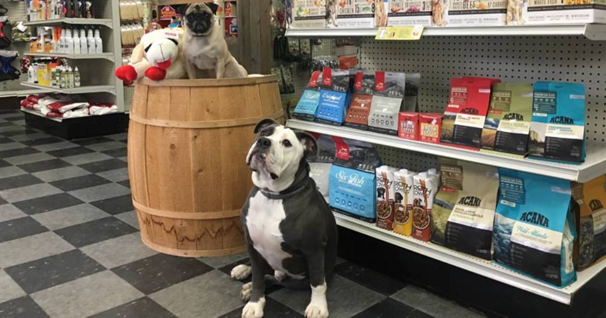 dogs near store shelves