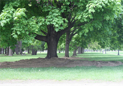 centennial trees